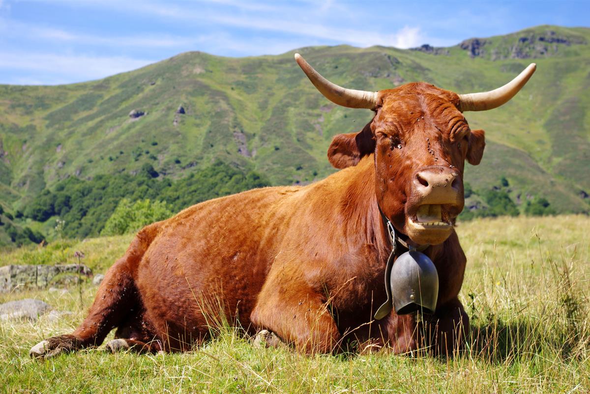 vache Salers